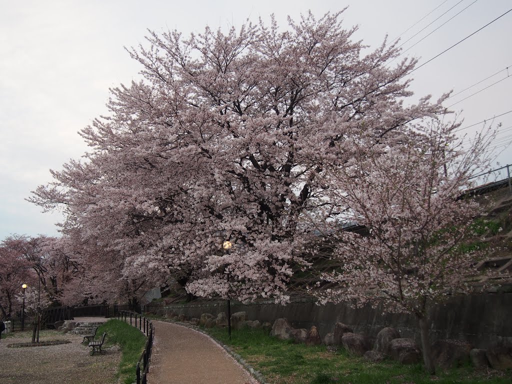 甚六桜公園 by 小西天