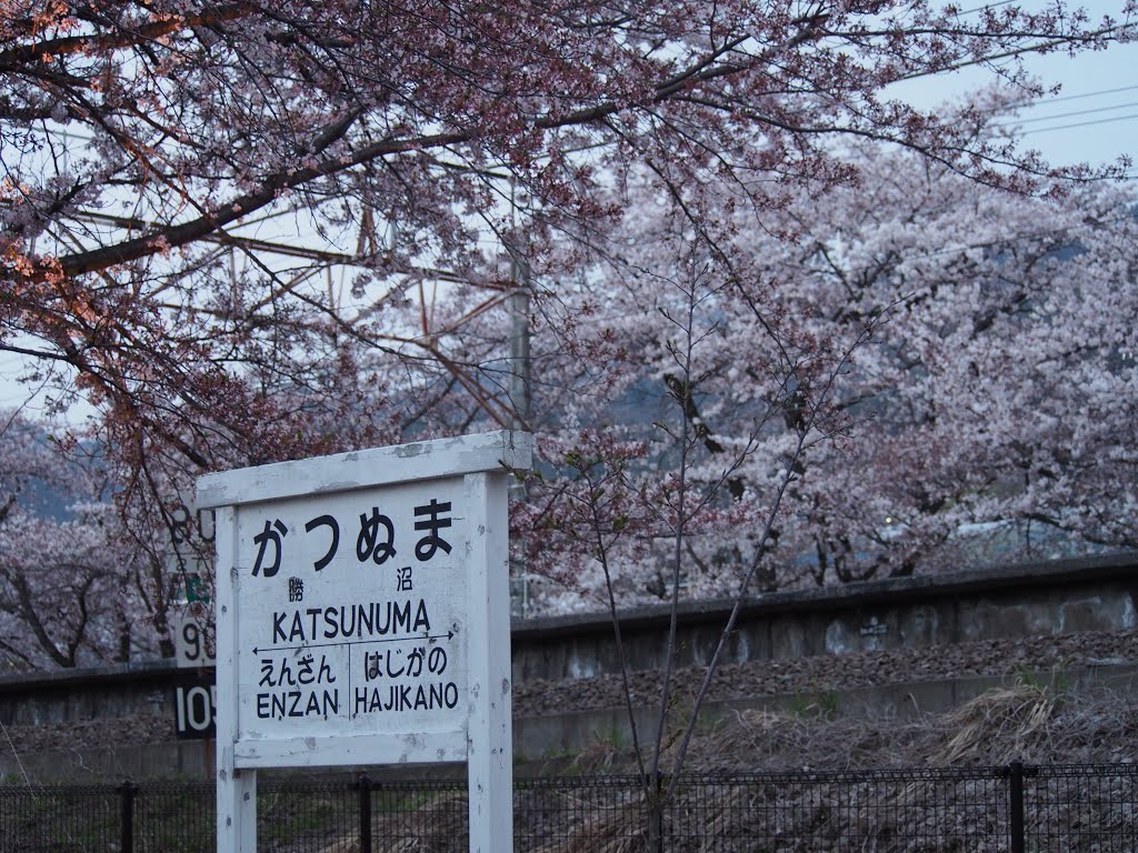 甚六桜公園 by 小西天