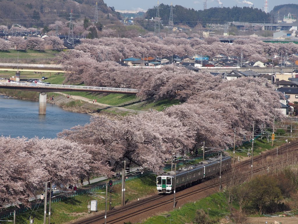 白石川堤一目千本桜 by 小西天