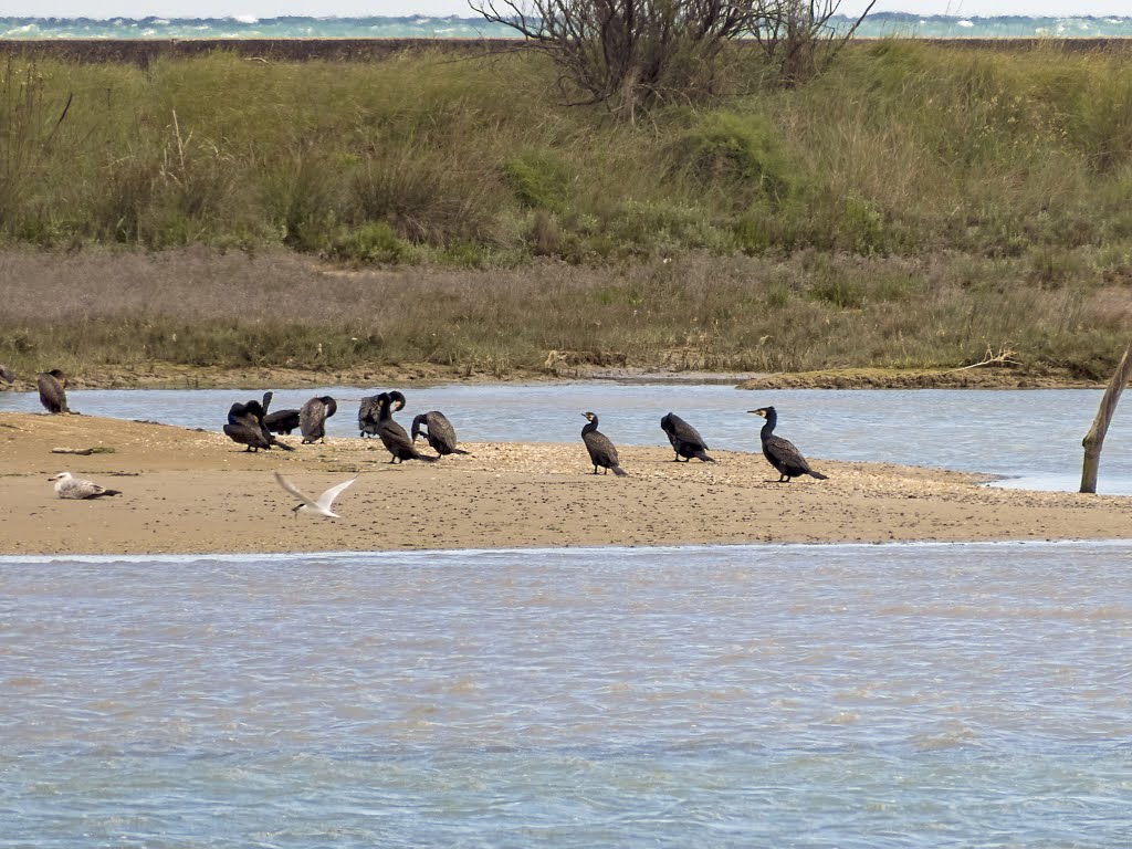 Eraclea Mare - Laguna del Mort by Ronald Menti