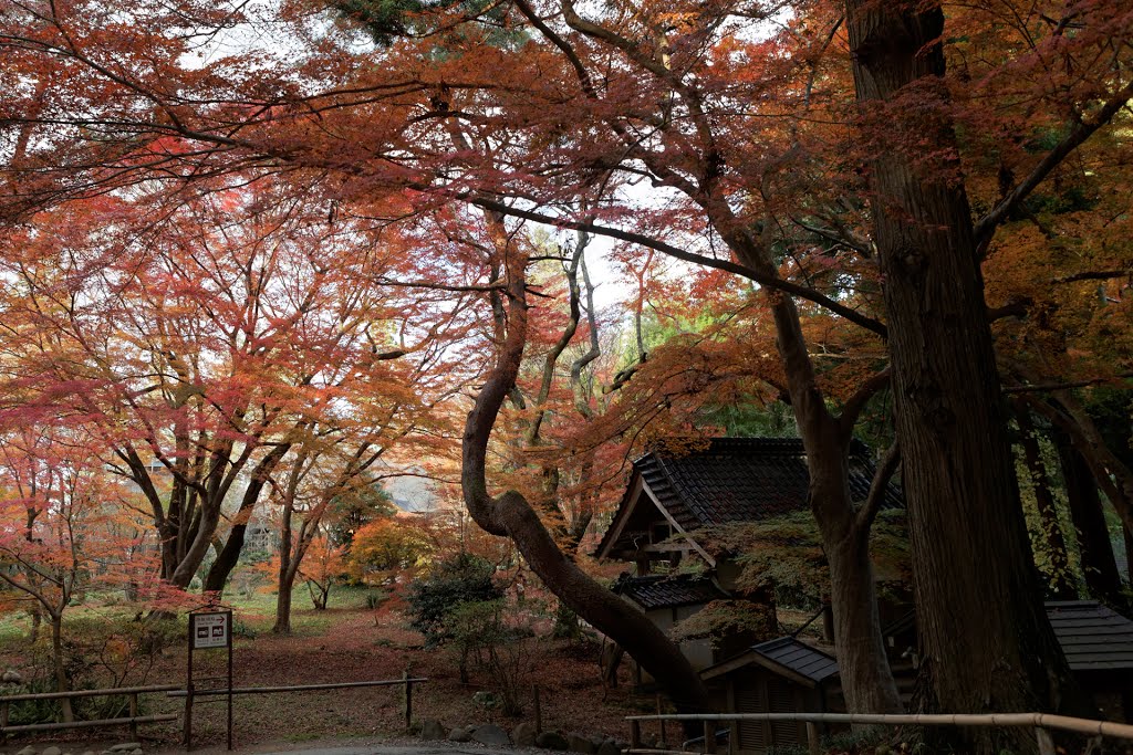 Hiraizumi, Chūson-ji by Corine  Michel Giron