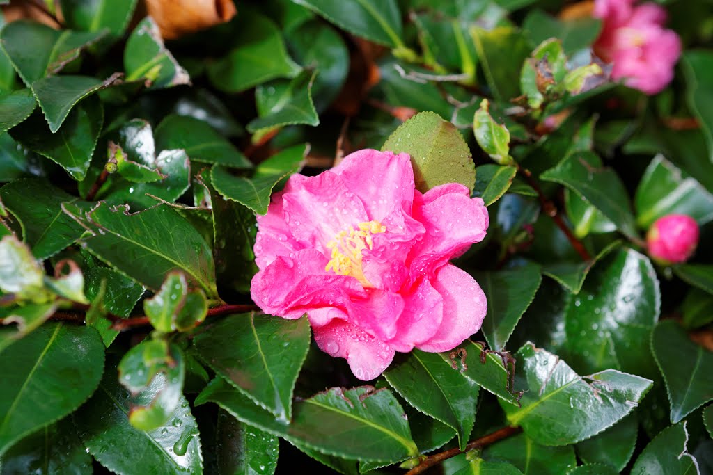 Tōkyō, parc d'Ueno by Corine  Michel Giron