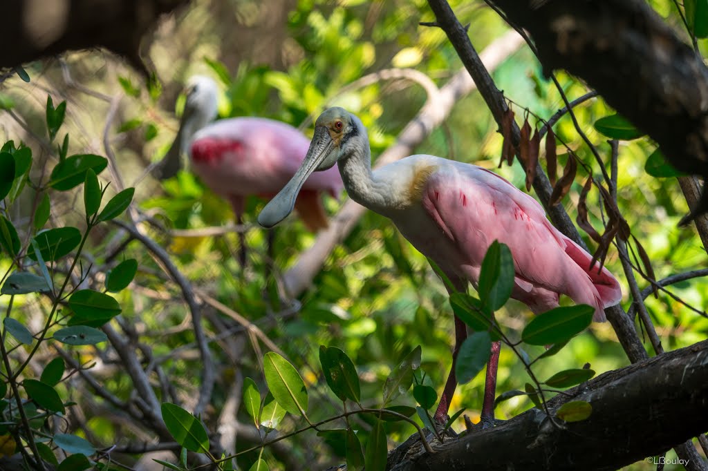 Zihuatanejo de Azueta, Guerrero, Mexico by Louis Boulay