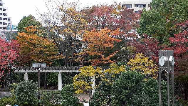 Autumn Leaves in Takaido Community Center by itss_yyama