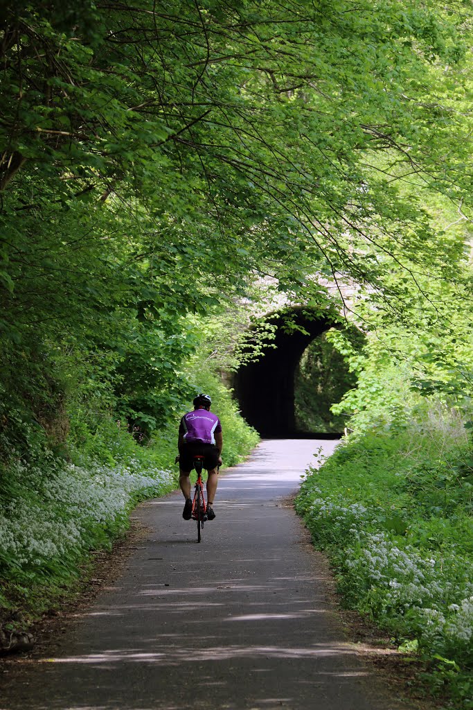 The Long Arch Bridge Midford by Phil Chipper