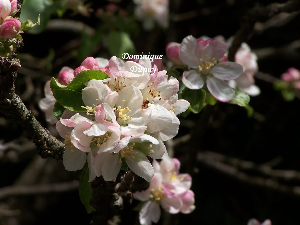 Pommier en fleurs by Domi 007