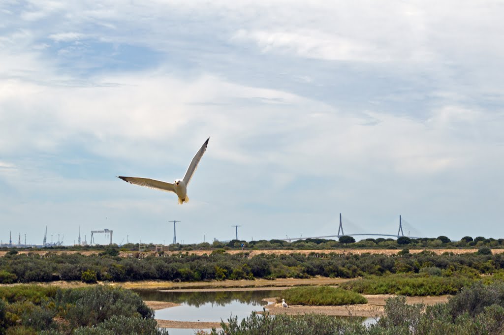 Parque Natural "Los Toruños", Cádiz by Manuel López Gutiérr…