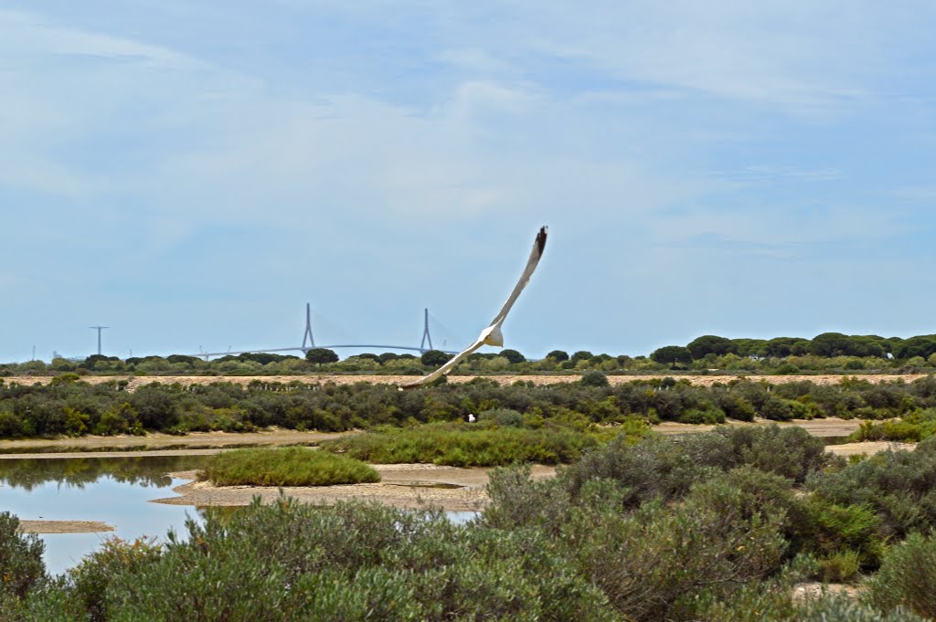 Parque Natural "Los Toruños", Cádiz by Manuel López Gutiérr…