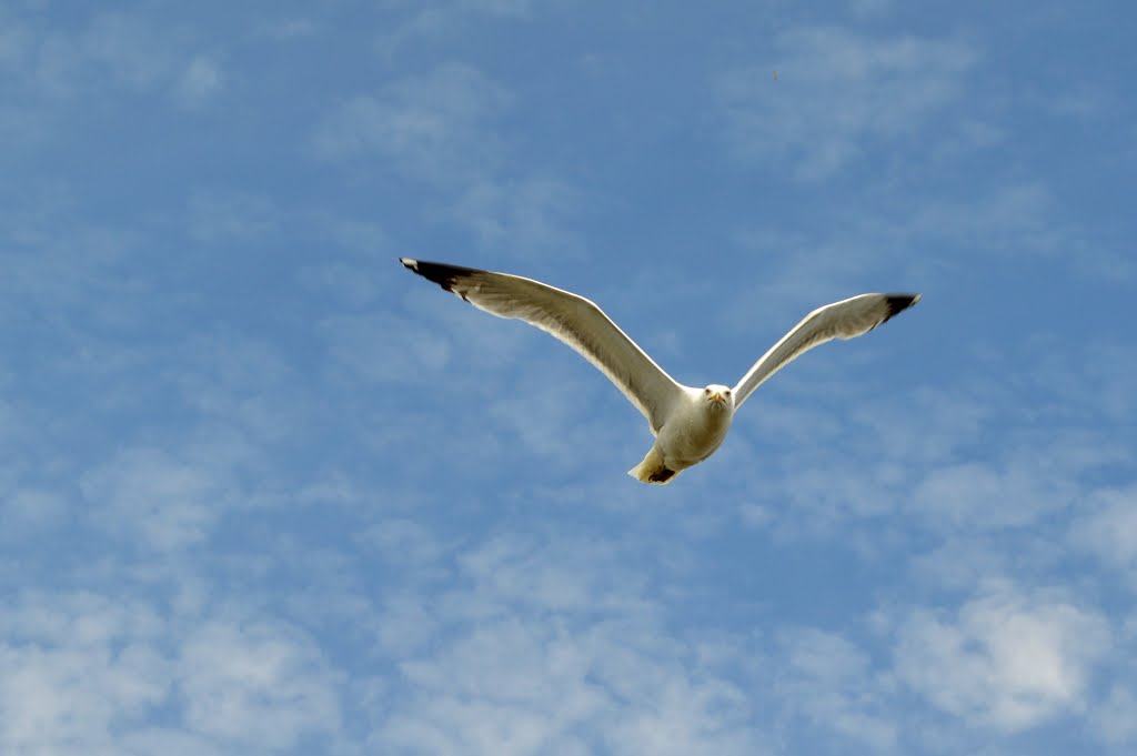 Parque Natural "Los Toruños", Cádiz by Manuel López Gutiérr…