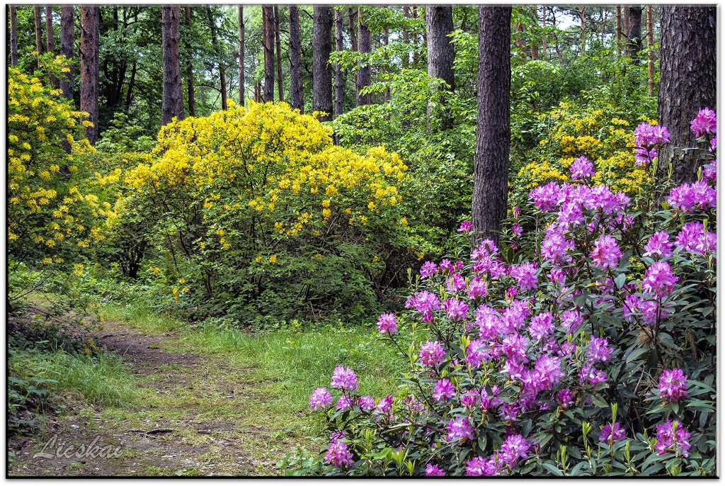 Havasszépe \ Rhododendron. by Licskai László