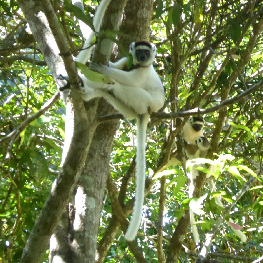 Verreaux's Sifaka Nahampoana Madagascar by Hiroki Ogawa