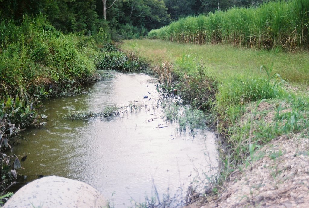 Albemarle Sugar Plantation East Field & Drain by Queen Ellen