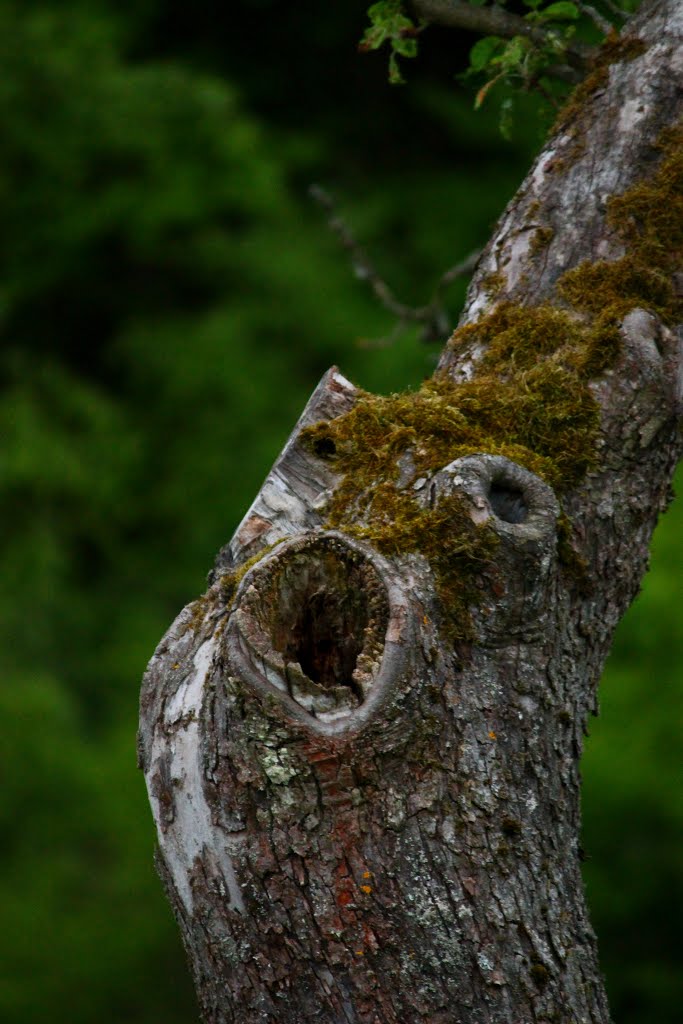 Der Schrei von Edvard Munch, durch die Natur interpretiert! by Karl Eggenmüller