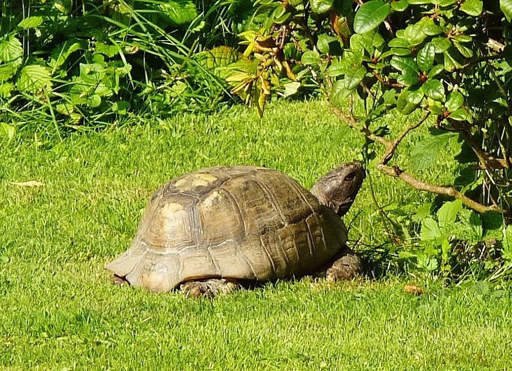 Am 23. Mai ist Welt-Schildkrötentag by Heinz Barisch