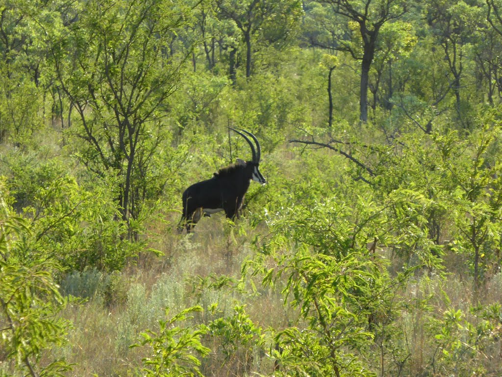 Sable Antelope Kruger National Park South Africa by Hiroki Ogawa