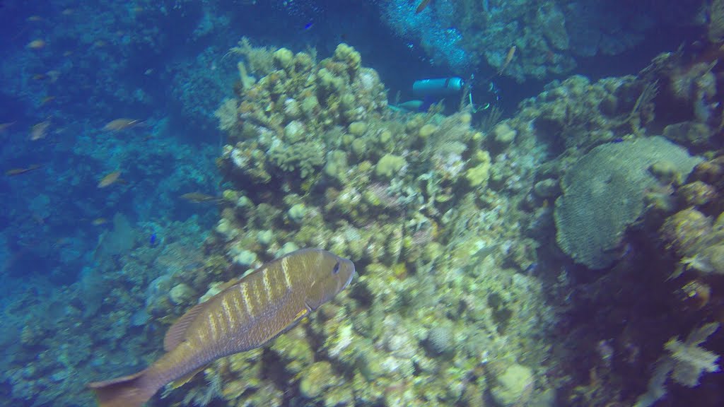 Roatán, Islas de la Bahía, Honduras, 2016 by Predador