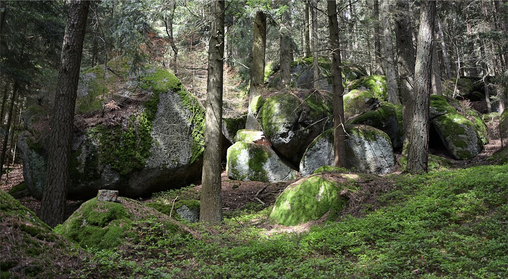 Hussenstein-Wald by Normann Steidl