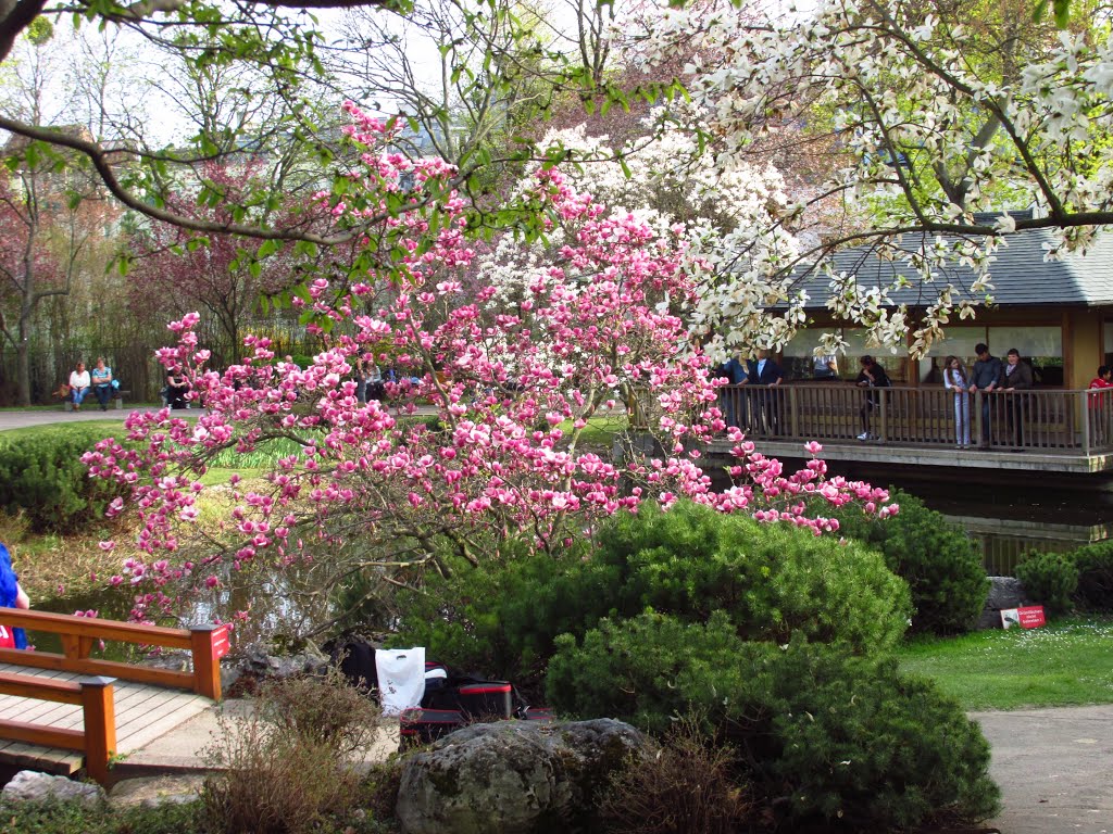 Spring in Setagayapark by Anuar T