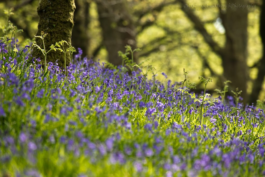 Shaugh Prior, UK by Grazyna Woroch