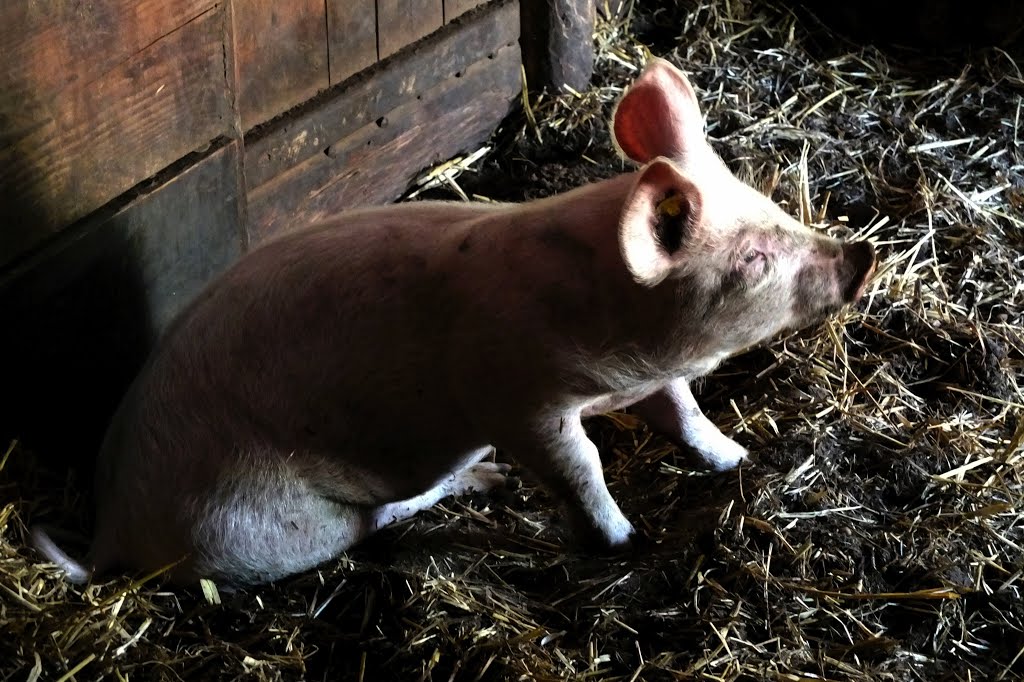 Hier moet nodig een varkentje gewassen worden.. | un cochon devrait être lavée ici.. by Syborgh