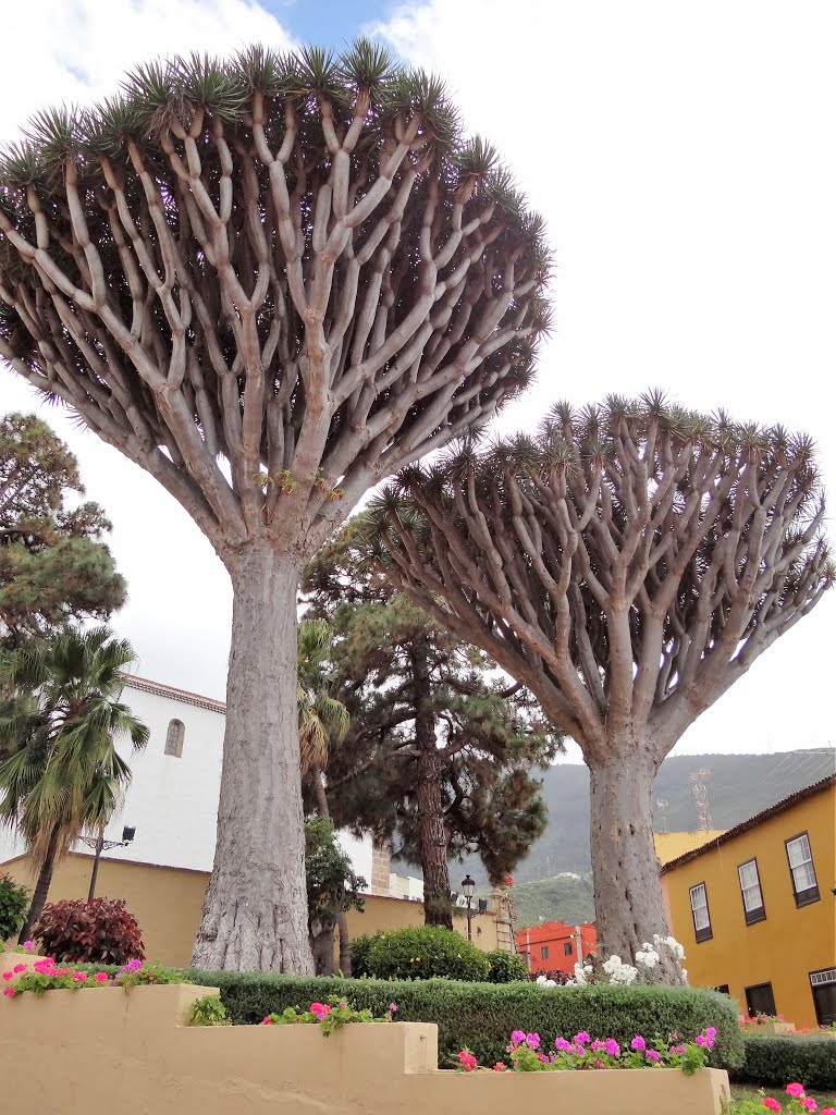 Los Realejos, Santa Cruz de Tenerife, Spain by Artista49