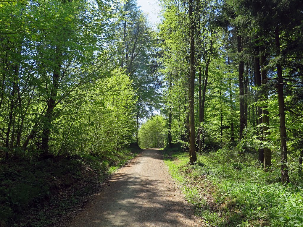 Waldweg nordöstlich von Gräfenberg by Stephan van Helden