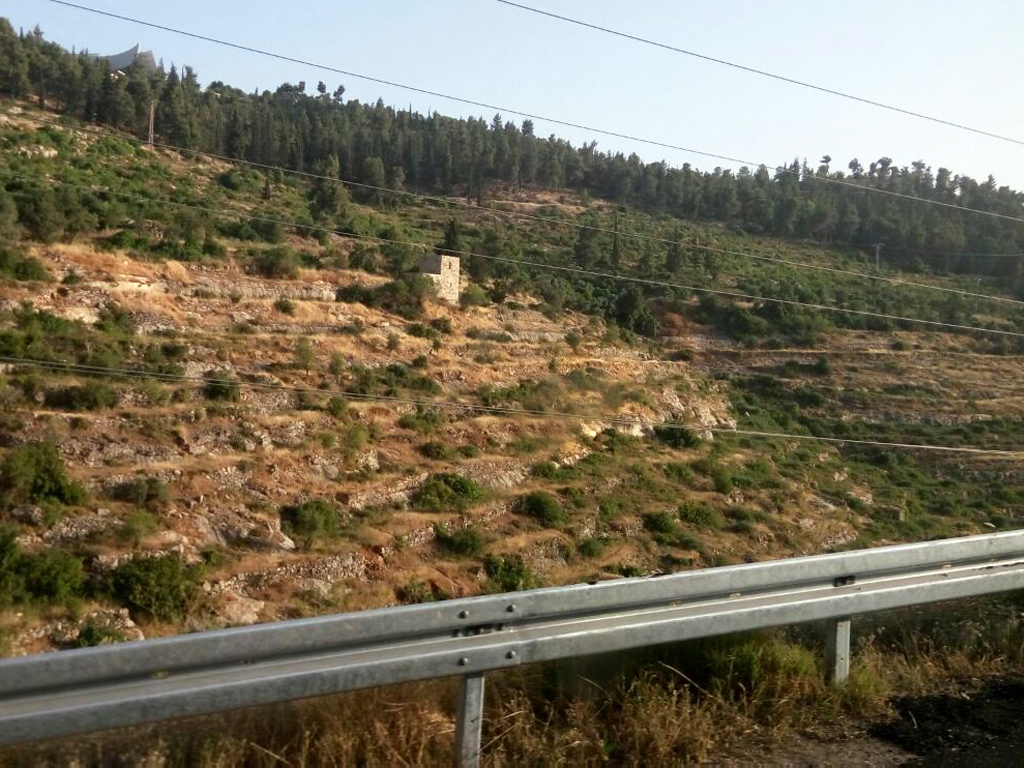 Jerusalem Forest by Carmel Horowitz