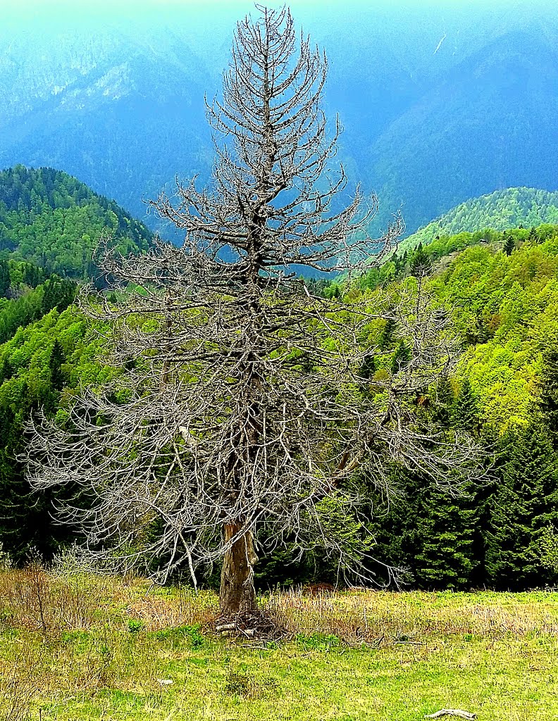 In Vertical... Even the plants die, mountainous landscape. by gianluigi bonomini