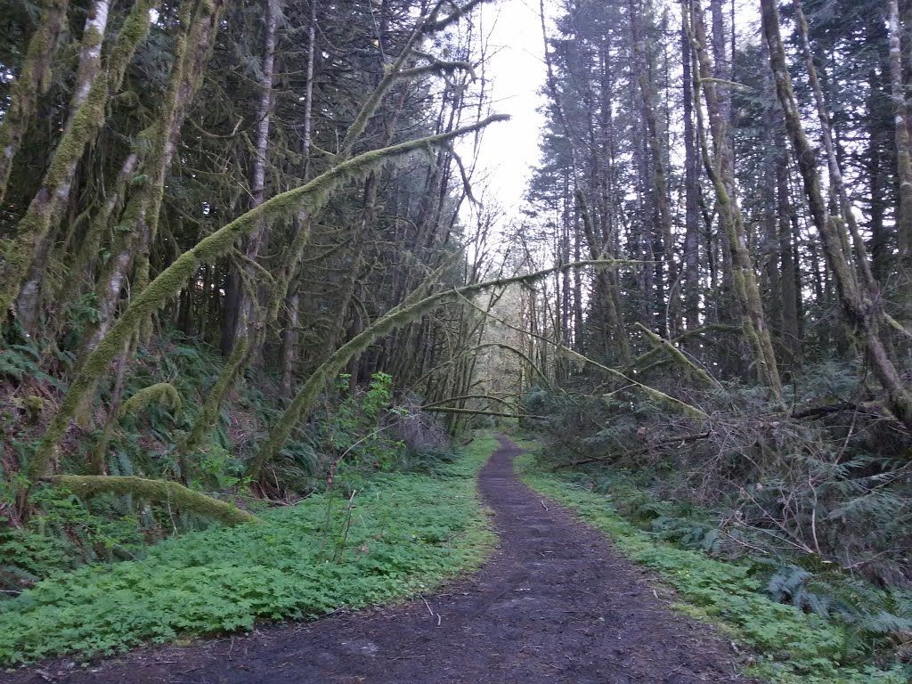 Henry Hagg Lake Loop Trail by andrey malyshev