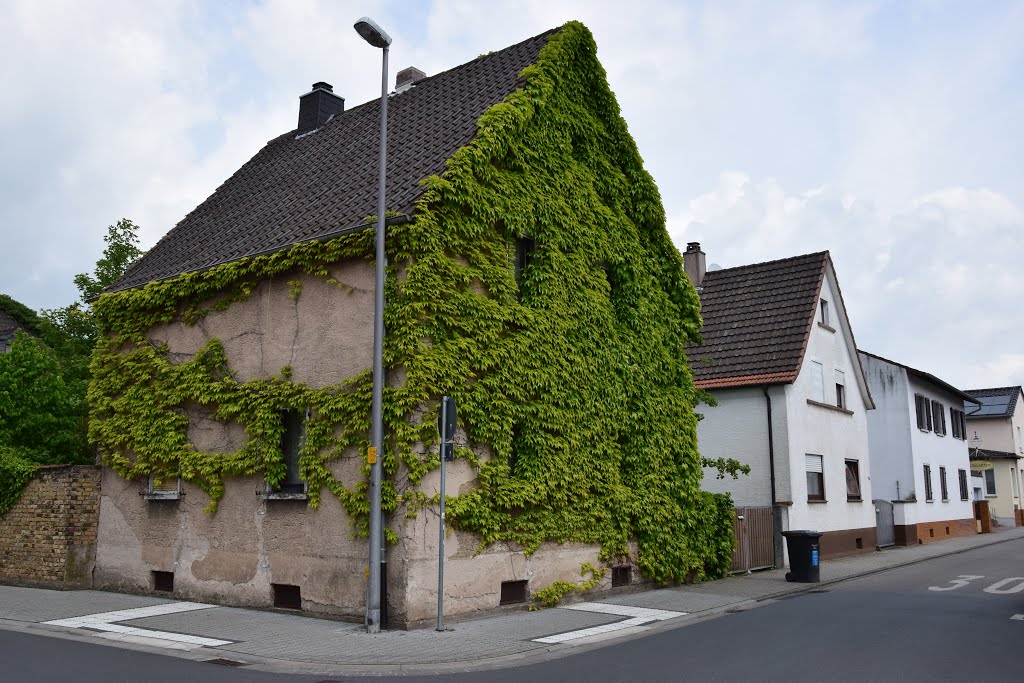 Nibelungenstr. 19 Ecke Modaustraße, Crumstadt, 64560 Riedstadt, Hessen, Deutschland by campari0819