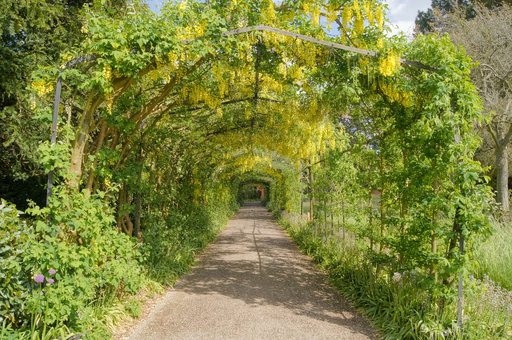 Laburnum Tunnel by Derek Winterburn