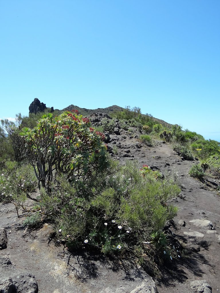 TF 436 - La Cumbre - Tenerife by Artista49