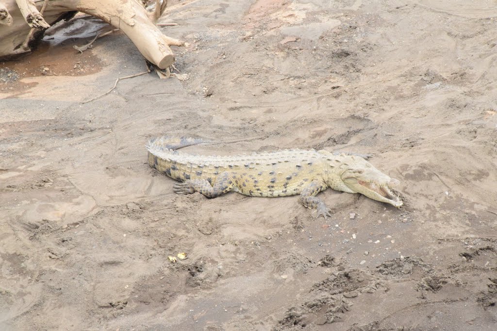 34, Puntarenas Province, Costa Rica by Derek Haden