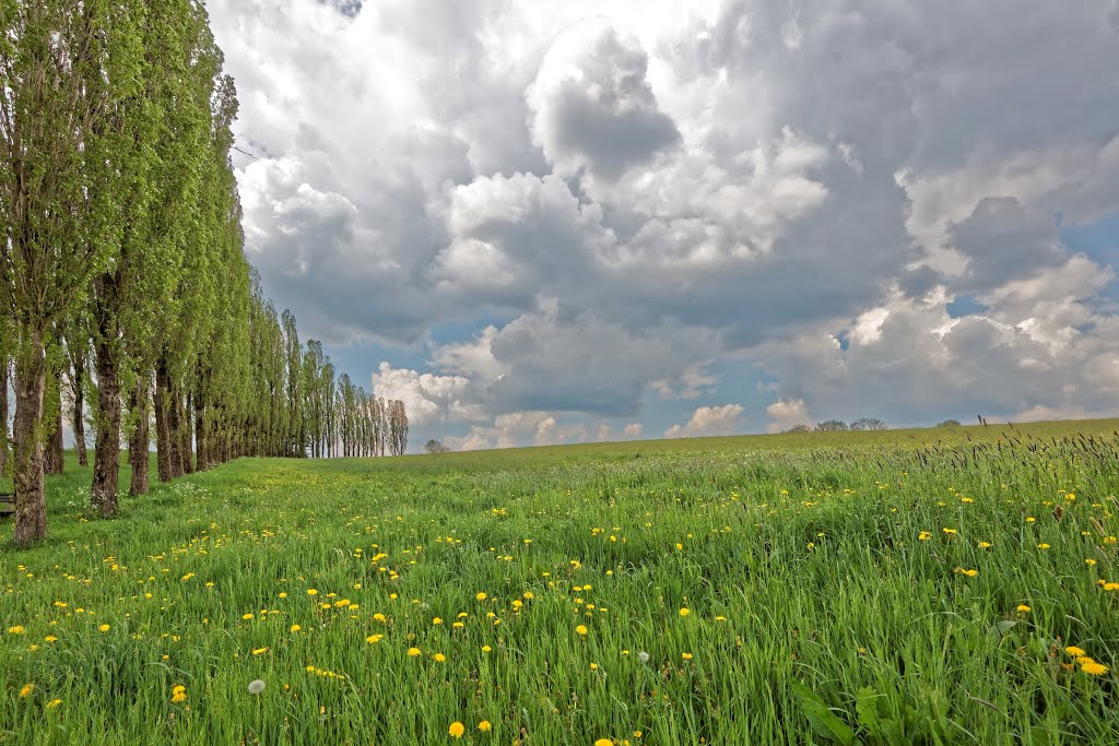 Hontheim Allee by Heinz Peierl