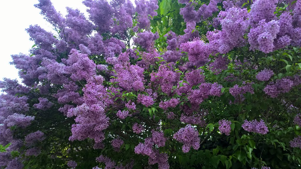 I love lilacs by Ingrid Juul