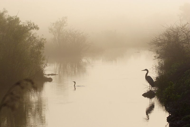 Anhinga Trail by omuntane