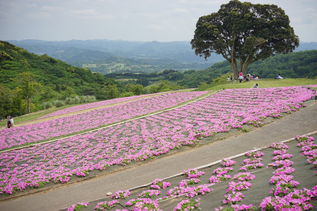 Tagura, Futtsu, Chiba Prefecture 299-1731, Japan by TAKAO MORITA