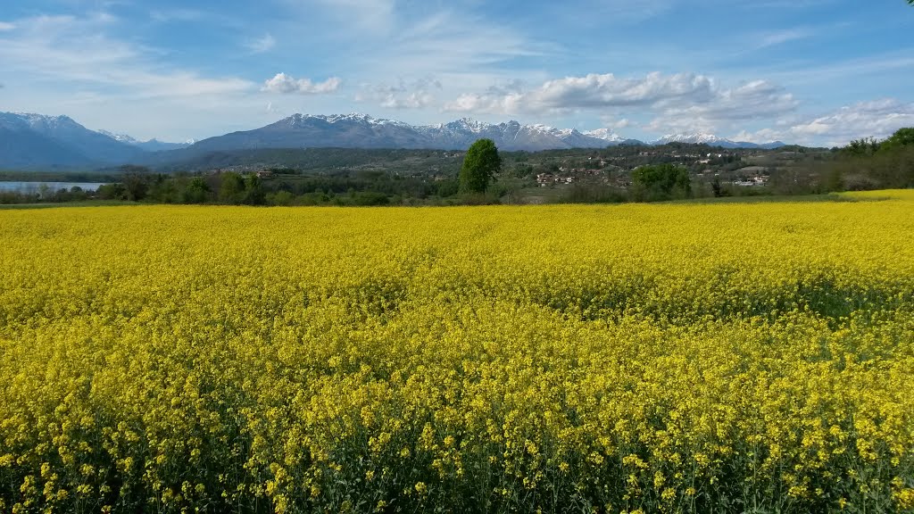 Campi di colza, nei pressi di Viverone (To) by Andrea Boschetti