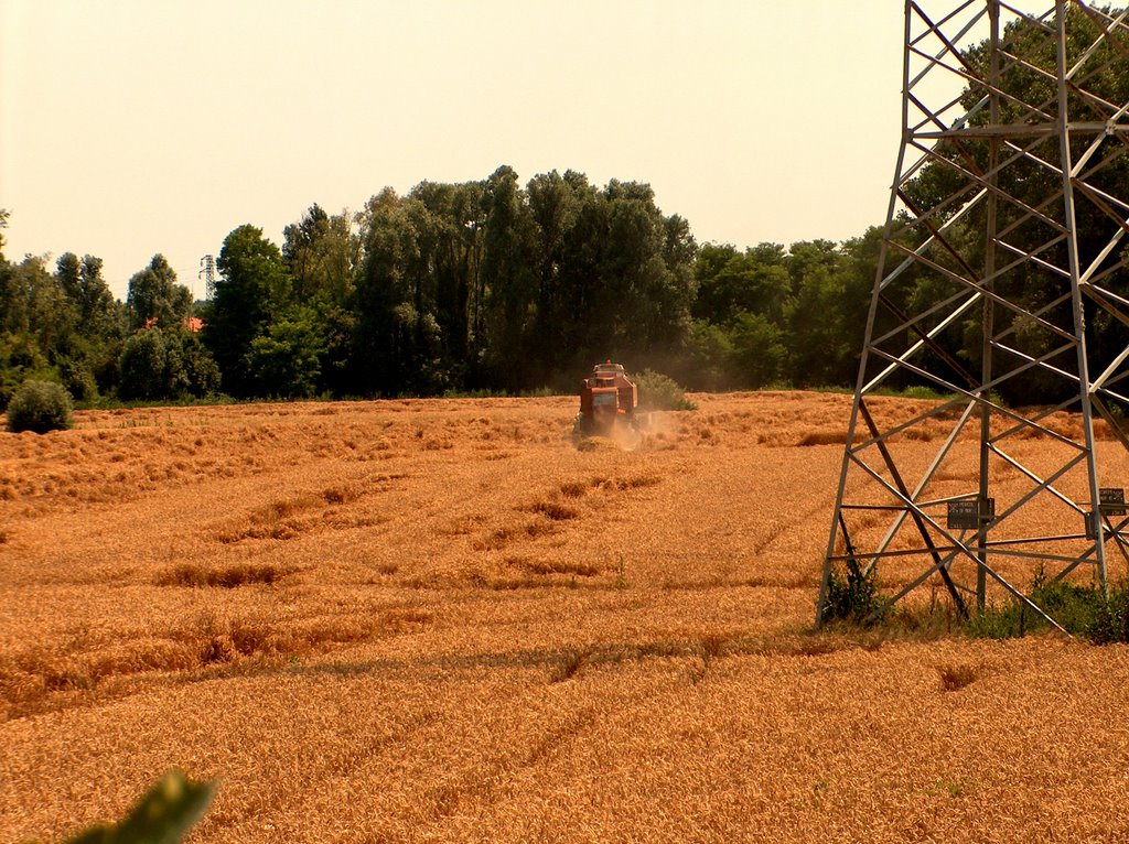 Trebbiatura frumento nella campagna veneta - Salzano by Rooobbb