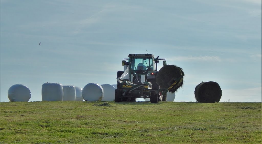 Much / Germany: "Silage - Ernte" (Silage = haltbares Gras - Rinderfutter), ... Much / Germany: "Silage - harvest" (Silage = durable grass - cattle feed), ... Photographed in May 2016 by Armin U. P. (Earth V…