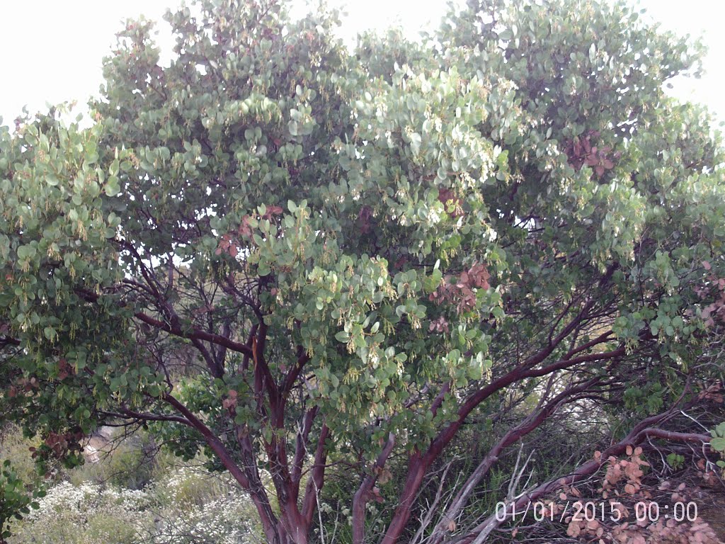 Big Berry Manzanita (Arctostaphylos glauca)- S. Main Divide Rd.- 5/21/16 by Brian Powell