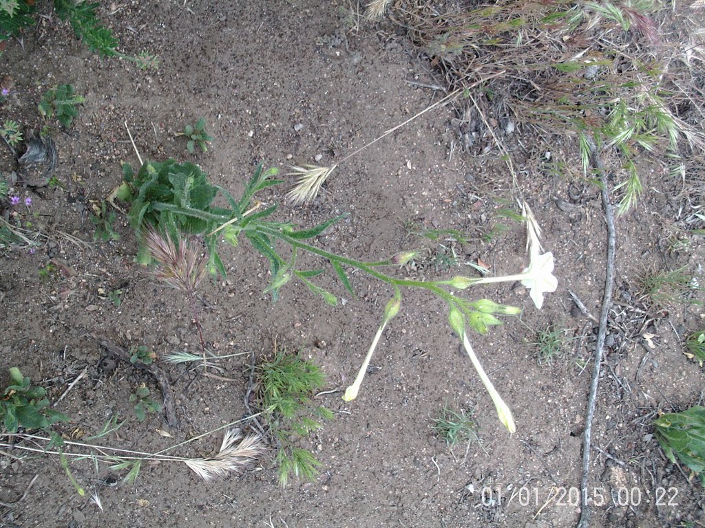 Indian Tobacco (Nicotiana quadrivalvis)- Near S. Main Divide Rd.- 5/21/16 by Brian Powell