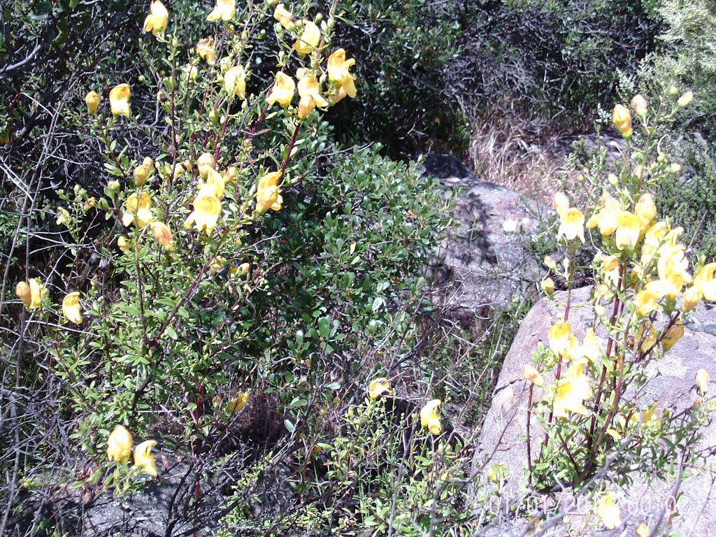 Blooms of Chaparral Beardtongue (Keckiella antirrhinoides var. antirrinoides)- Near San Mateo Canyon Wilderness- 5/21/16 by Brian Powell