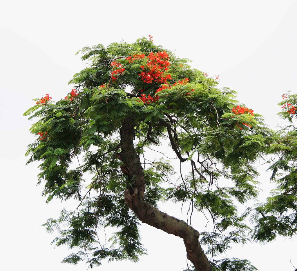 Flame of the Forest (Delonix Regia) in Tin Ha Road. Photographed at Hung Shui Kiu, Hong Kong, on 19 June 2007. by kmlai116