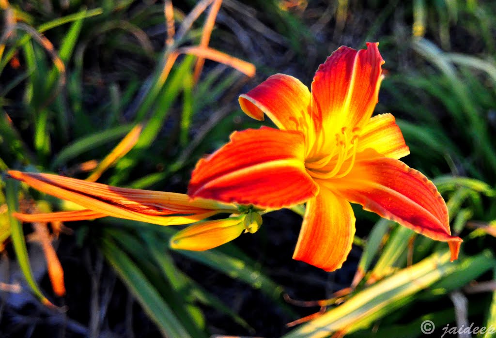 Bungarribee NSW 2767, Australia by Jaideep Chaudhary