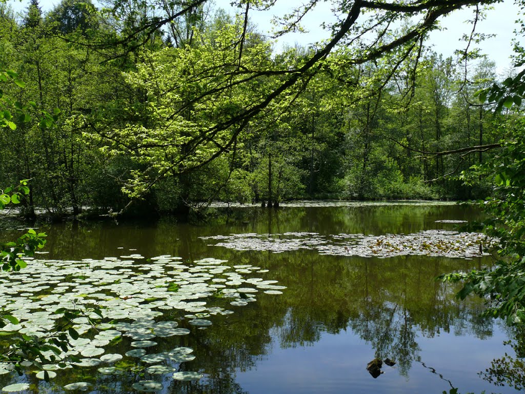 Teich im Schaichtal by Roland Appl