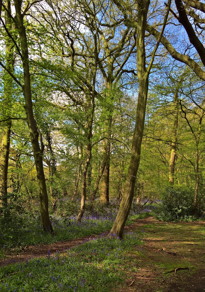 South Oxhey Circular Path by Robbob Tun