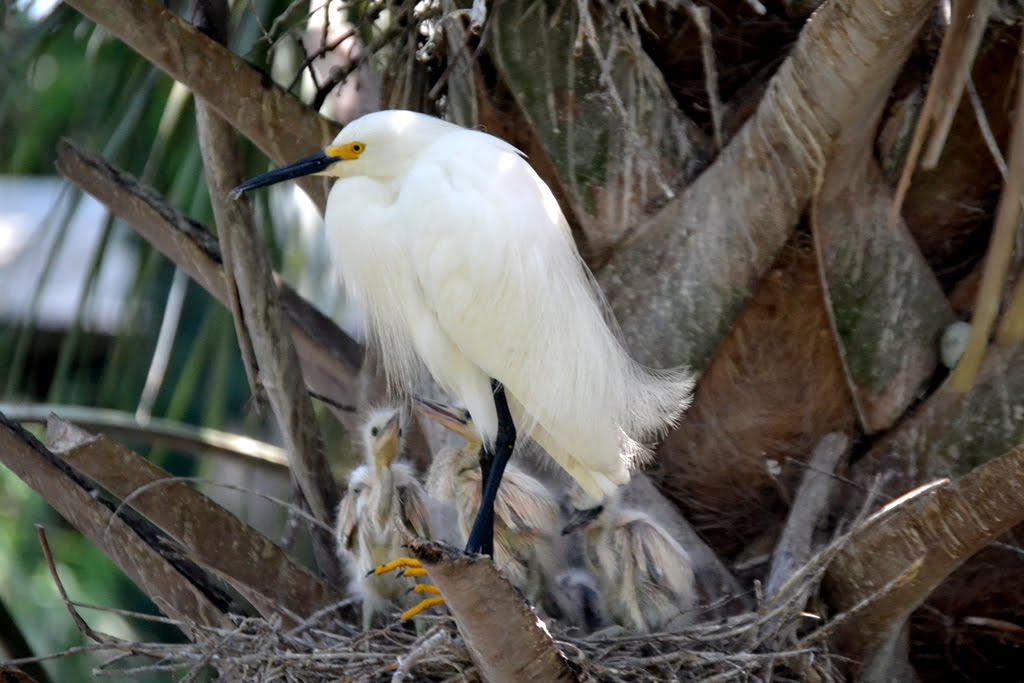 Rookery at Alligator Farm by Bryan Lindenberger