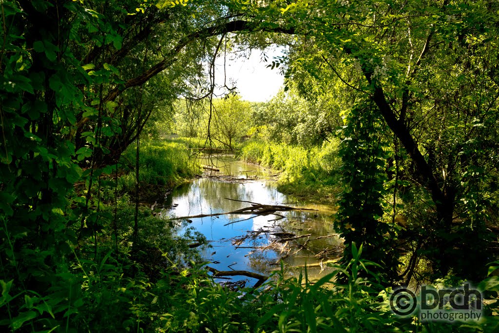 Drava swamp by xbrchx