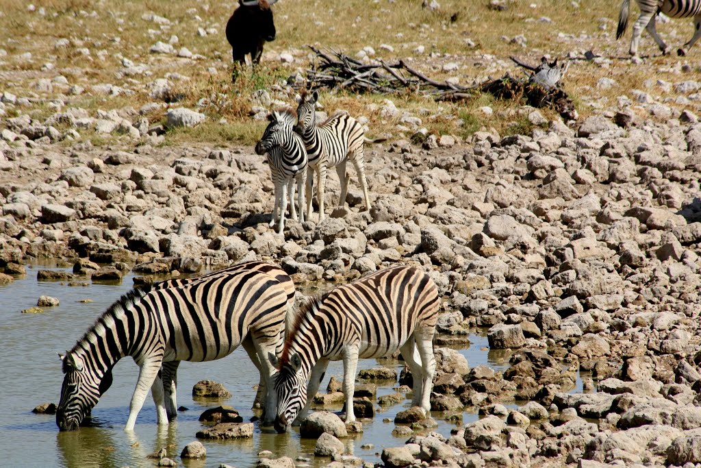 Etosha National Park, Kunene, Namibia by Hans Sterkendries